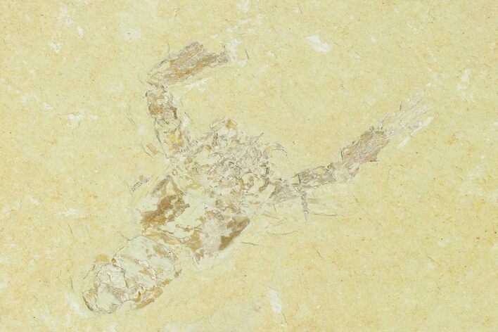 Cretaceous Lobster (Pseudostacus) Fossil - Lebanon #147119